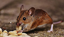 24 Hour & Emergency Exterminators in Hazelton, ND
